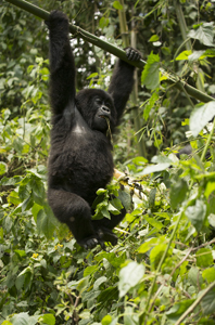 gorilla